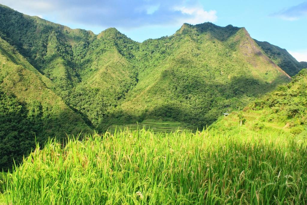Batad Transient House Hotel Banaue Kültér fotó